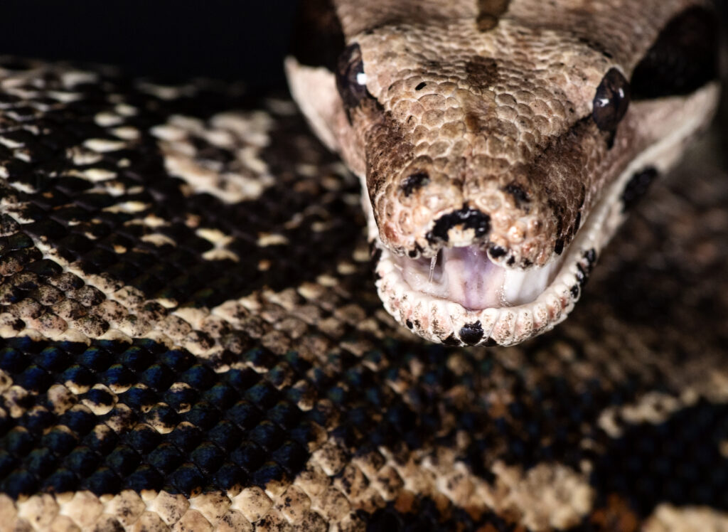 Photographing Snakes Boa 1