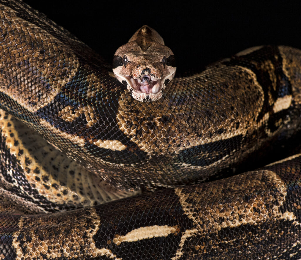 Photographing Snakes, Boa Constrictor, Museum of Natural Sciences, Raleigh, Tamara Lackey, Tamara Lackey Photography, reDefine Show, Adorama TV