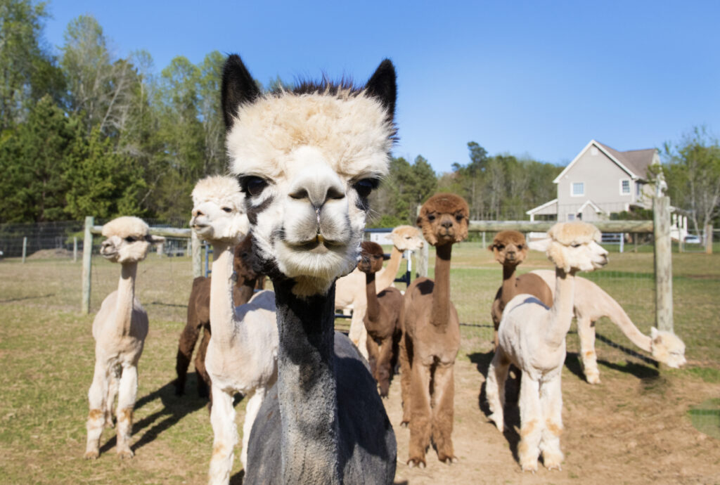 A herd of freshly shorn alpacas gather together