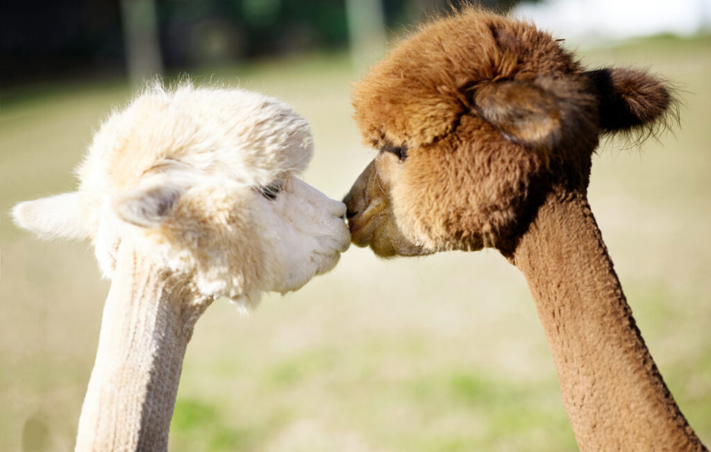 Alpacas kissing in the field