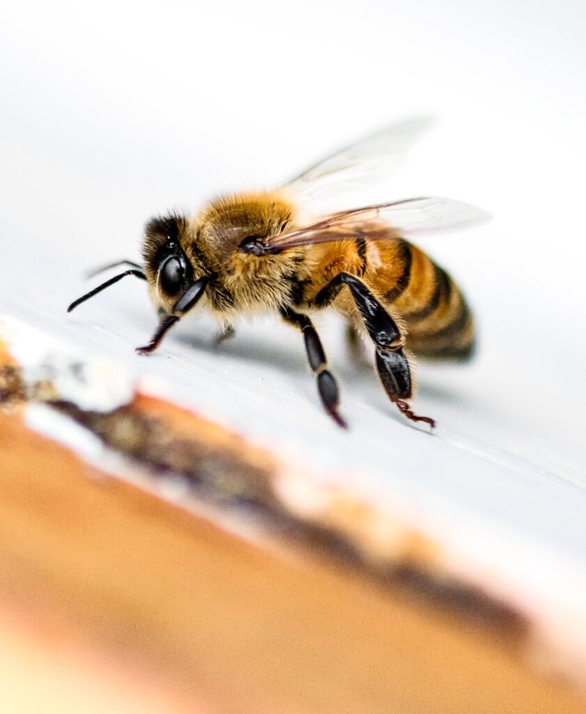 Cool macro shot of a worker bee prepares to fly from the hive to collect fresh pollen.