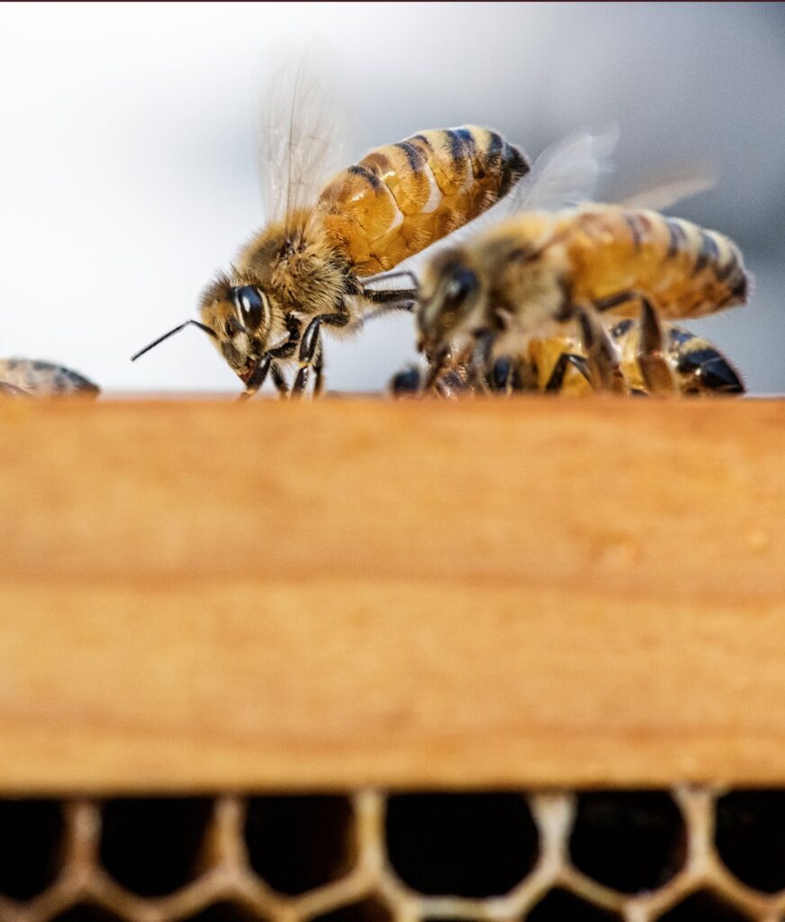 Close up of a female worker bee wags and dances to communicate with other bees.