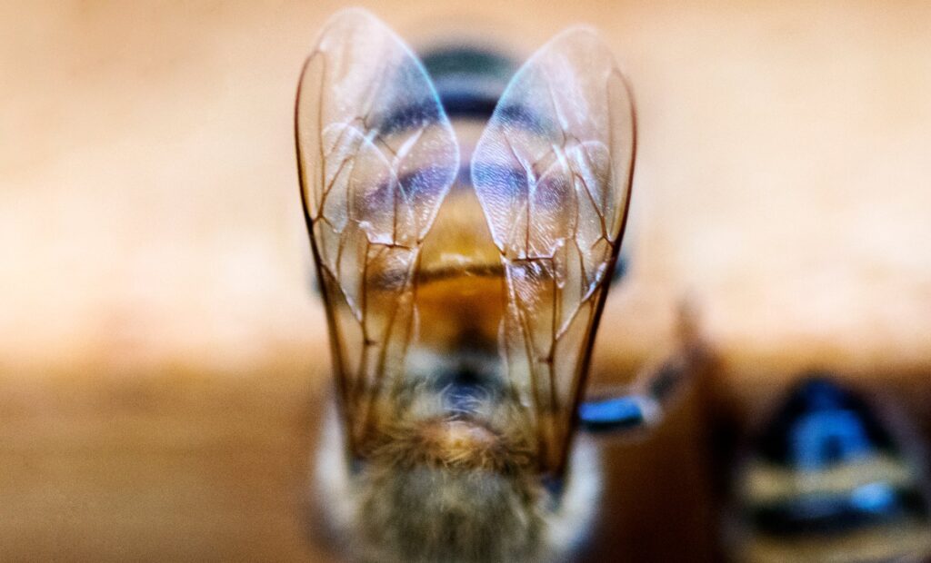 Beautiful macro close up of the delicate wings of a female worker bee