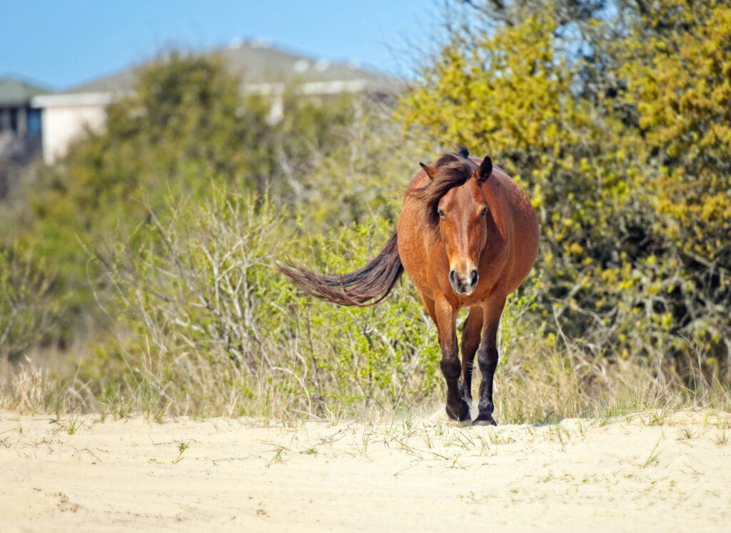 The Chasing Frames Show with Tamara Lackey Episode 07 The Wild Horses of Corolla