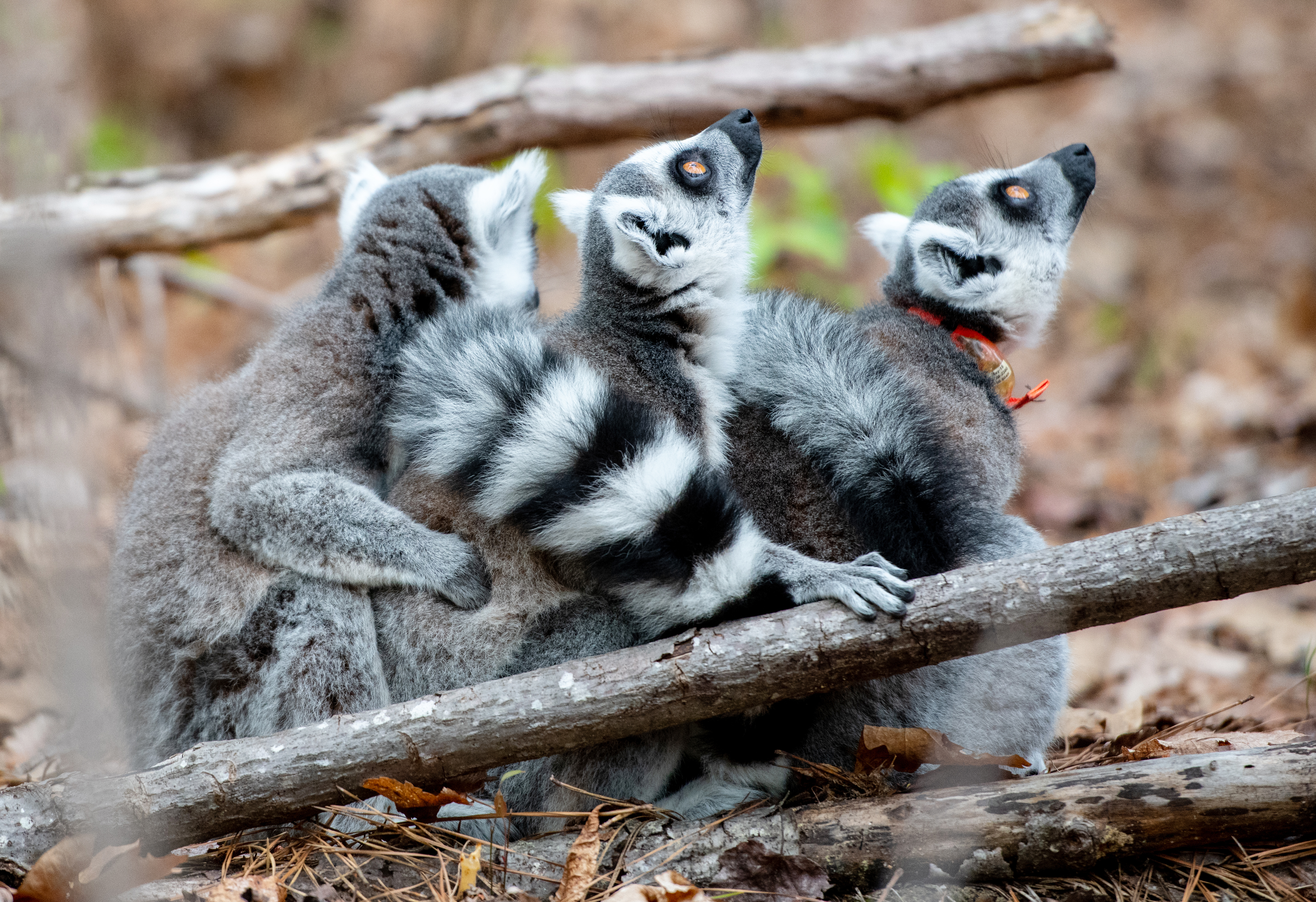 The Land of Lemurs photography by Tamara Lackey using Nikon Cameras