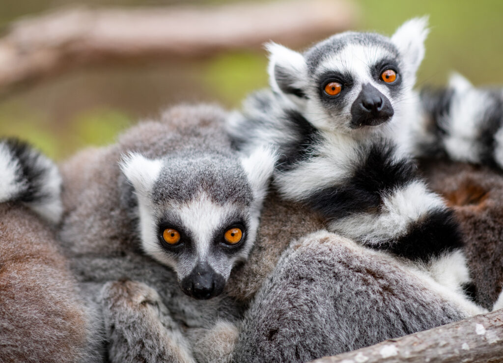 The Land of Lemurs photography by Tamara Lackey using Nikon cameras