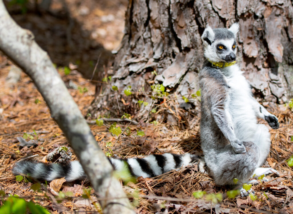 Lemur Photography by Tamara Lackey using Nikon cameras