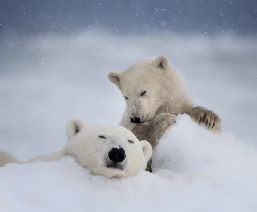 Polar Bear Photography Workshop Nikon Ambassador kristi Odom Tamara Lackey